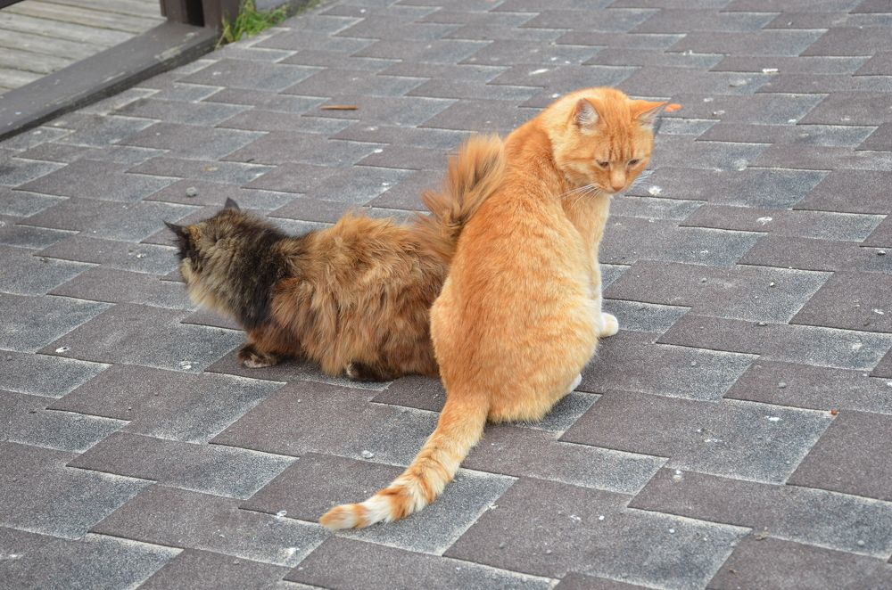 Photograph by Надежда Каравайцева