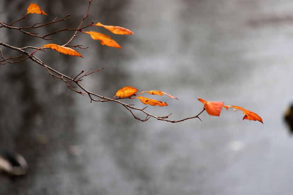 Photograph by елена