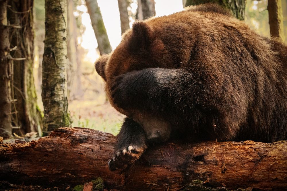 Photograph by Николай Шарлай