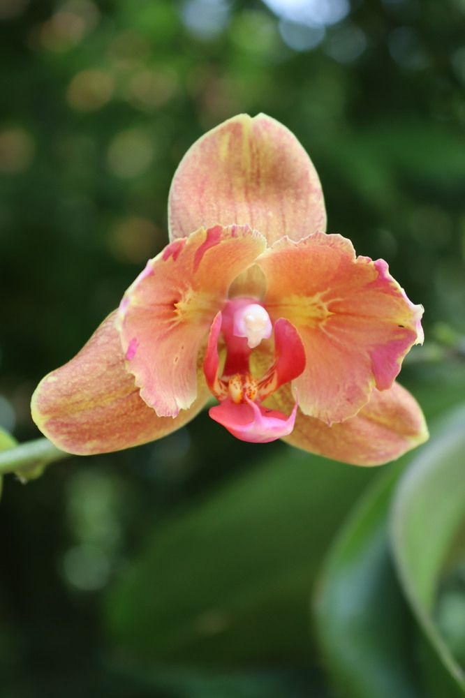 Фотография автора Victoria Vaigant