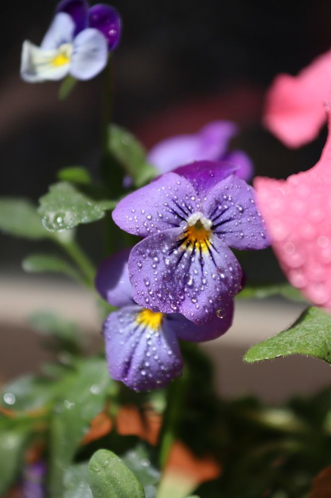 Фотография автора Victoria Vaigant