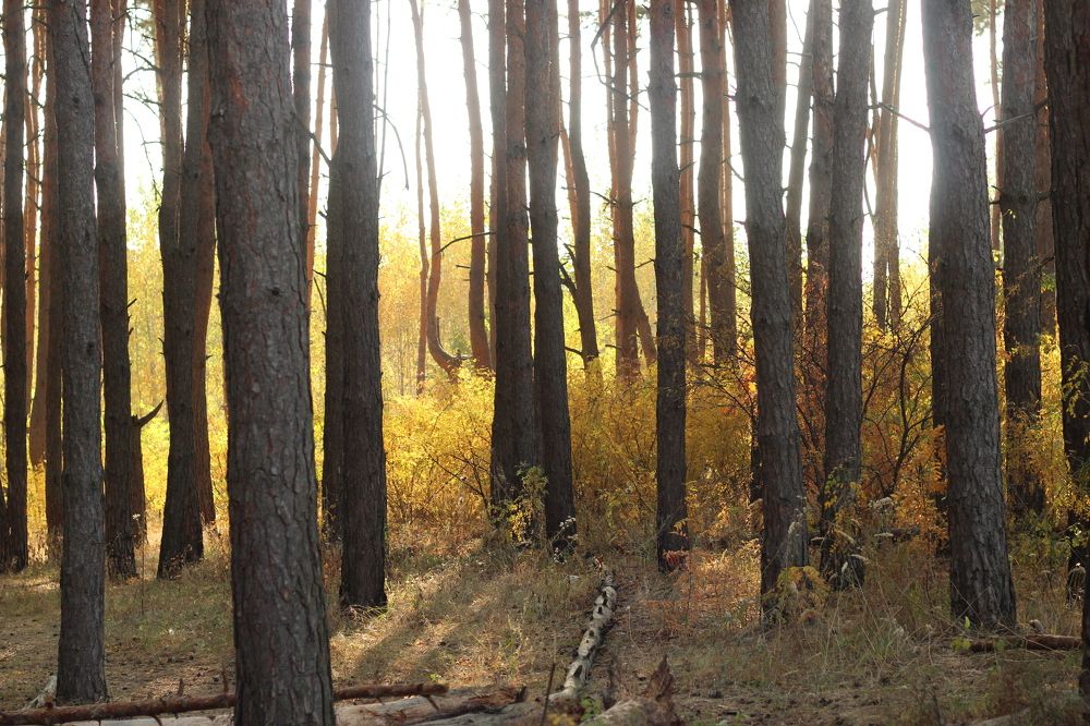 Photograph by Жанна Мещерякова