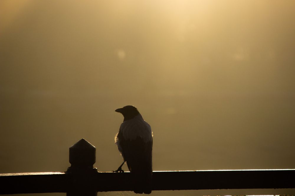 Photograph by Алексей Борисов