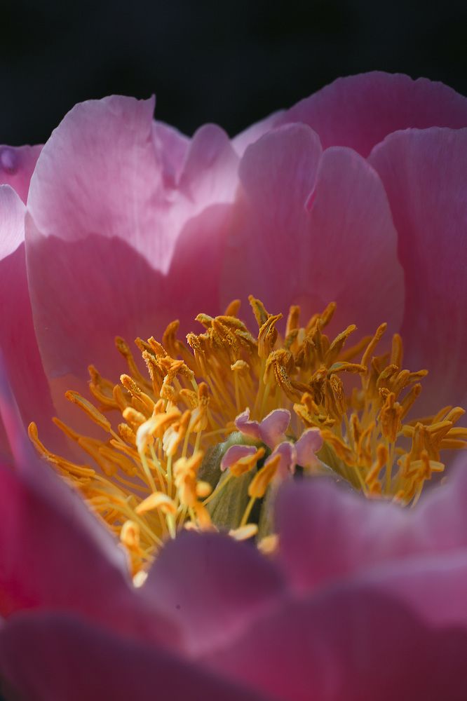 Photograph by Вера Крутилина