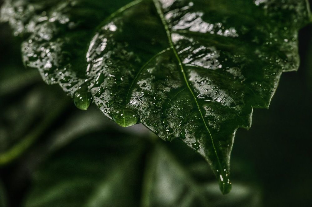 Photograph by Максим Кольцов