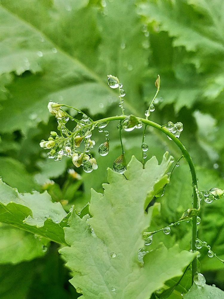 После дождя