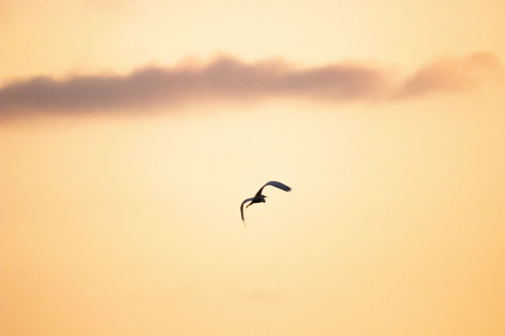 Photograph by Алексей Борисов