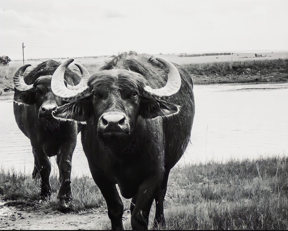 Фотография автора Bernadette Pretorius