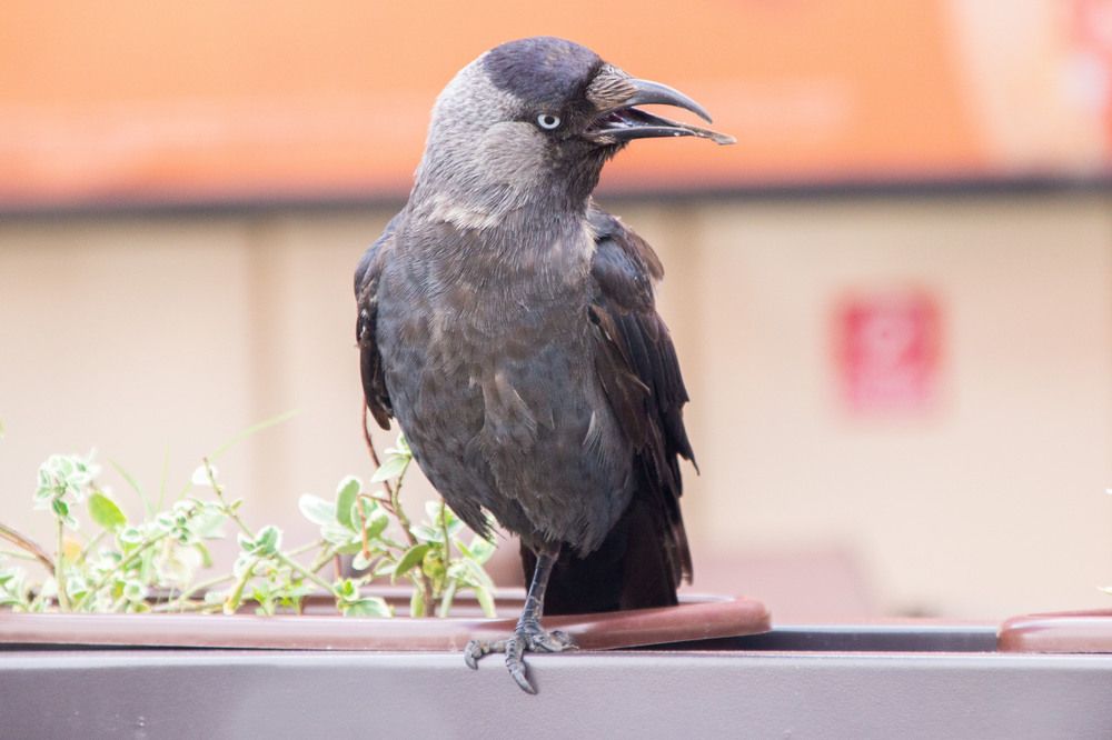 Photograph by Алексей Борисов