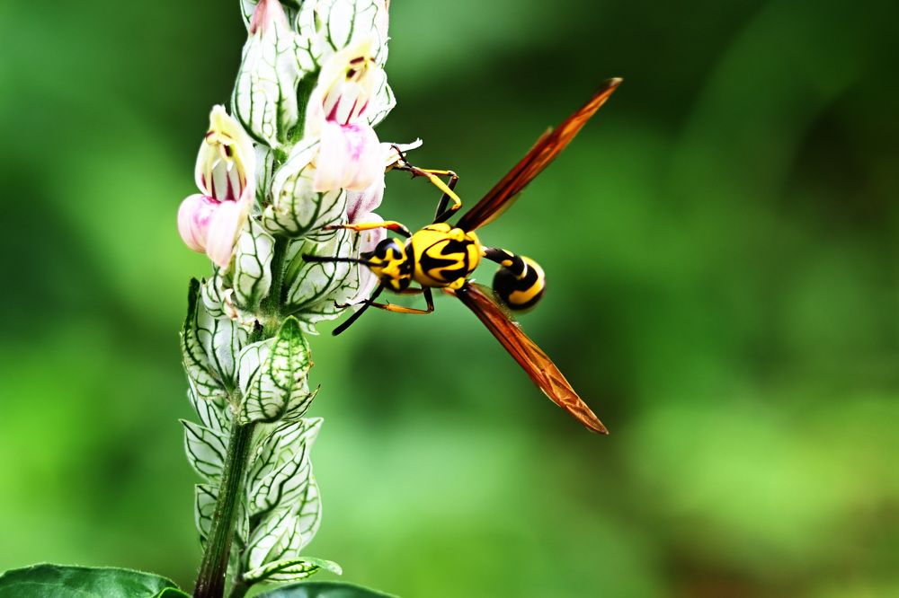 Photograph by Shirley irantha Sooriyaarachchi