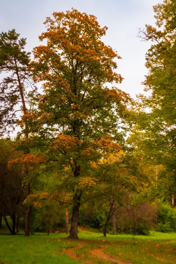 Фотография автора Дмитрий Referee