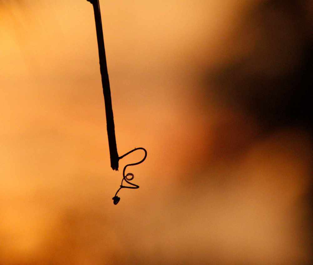 Photograph by Jessy Cecilia