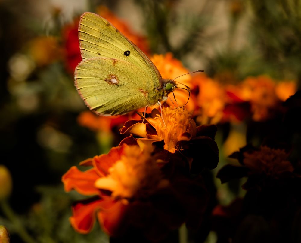 Photograph by Наталья Лобанова