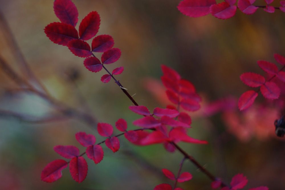 Photograph by Елена