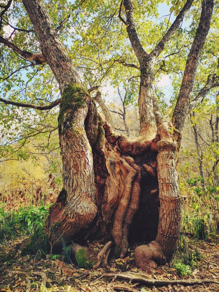 Photograph by Клавдия