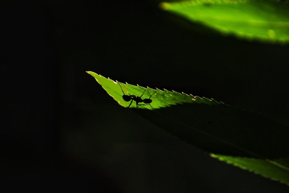 Photograph by Pheap Sophinh