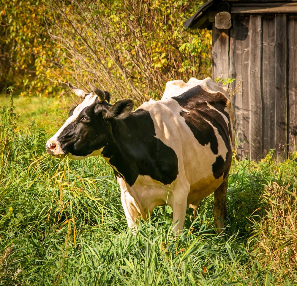 Photograph by Ольга Сафронова
