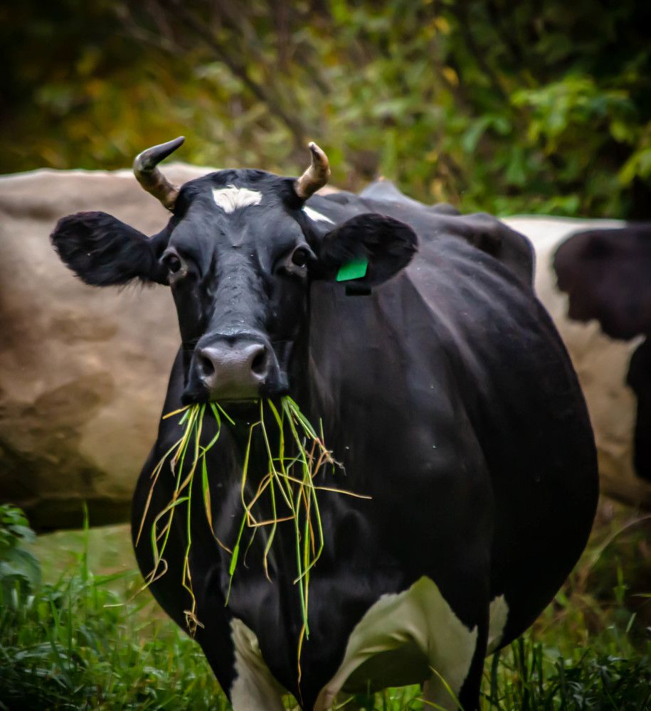 Photograph by Ольга Сафронова
