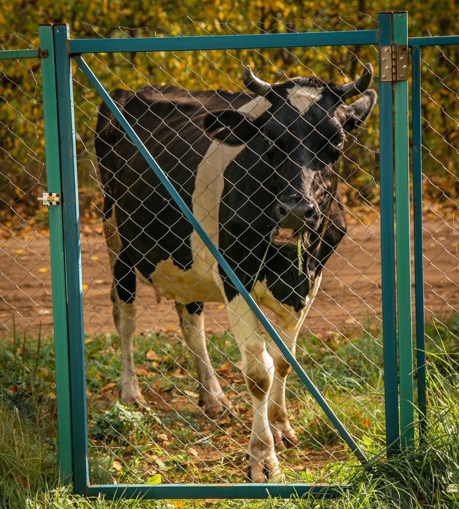 Photograph by Ольга Сафронова