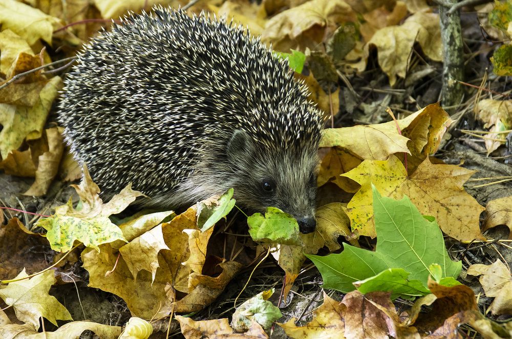 Photograph by Алексей Патлах