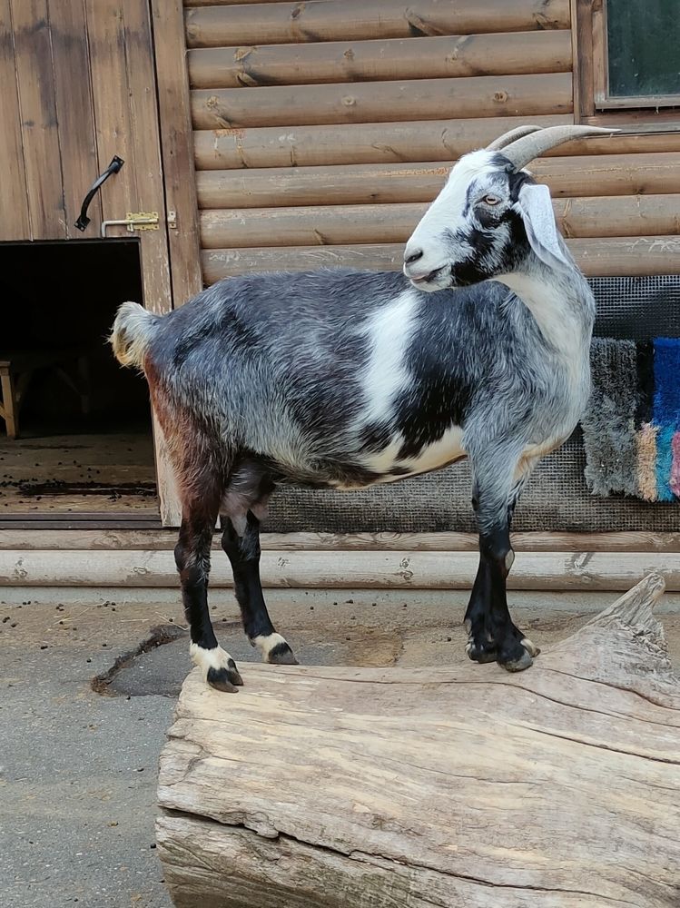 Фотография автора Светлана Смирнова