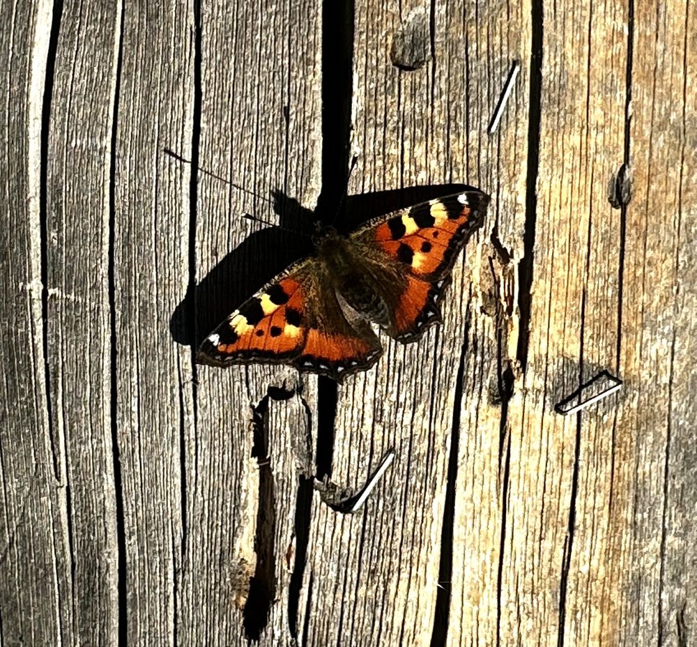 Фотография автора Яврова Татьяна