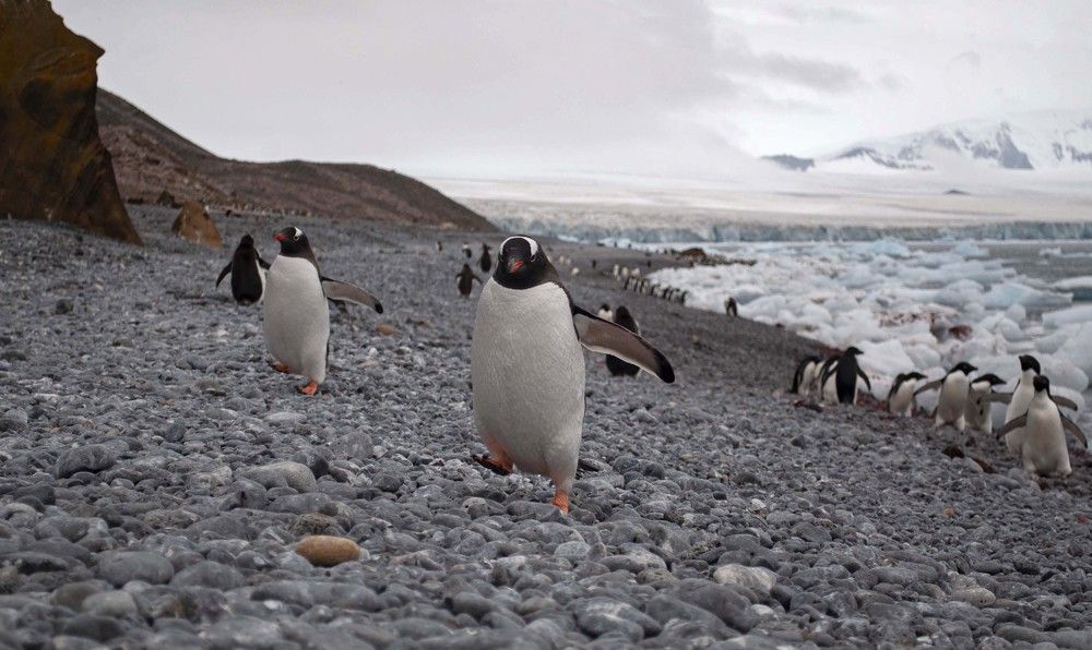 Рыба есть? А если найду ?