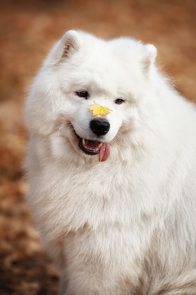 Фотография автора Тамара Дмитриева