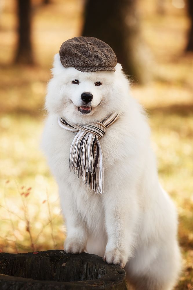 Фотография автора Тамара Дмитриева