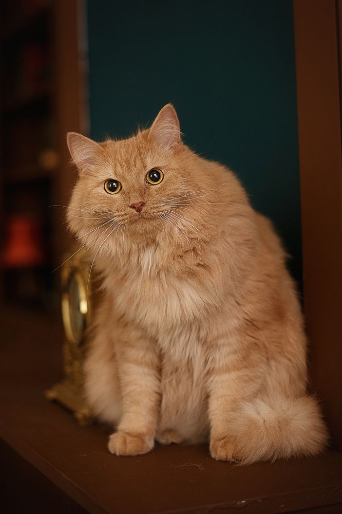 Фотография автора Тамара Дмитриева