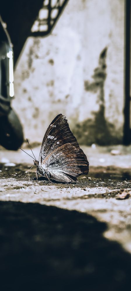 butterfly