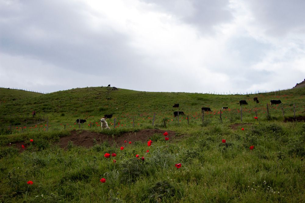 Photograph by pezhman taheri lisar