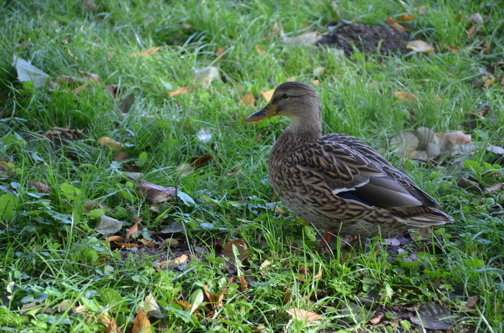 Photograph by Надежда Каравайцева