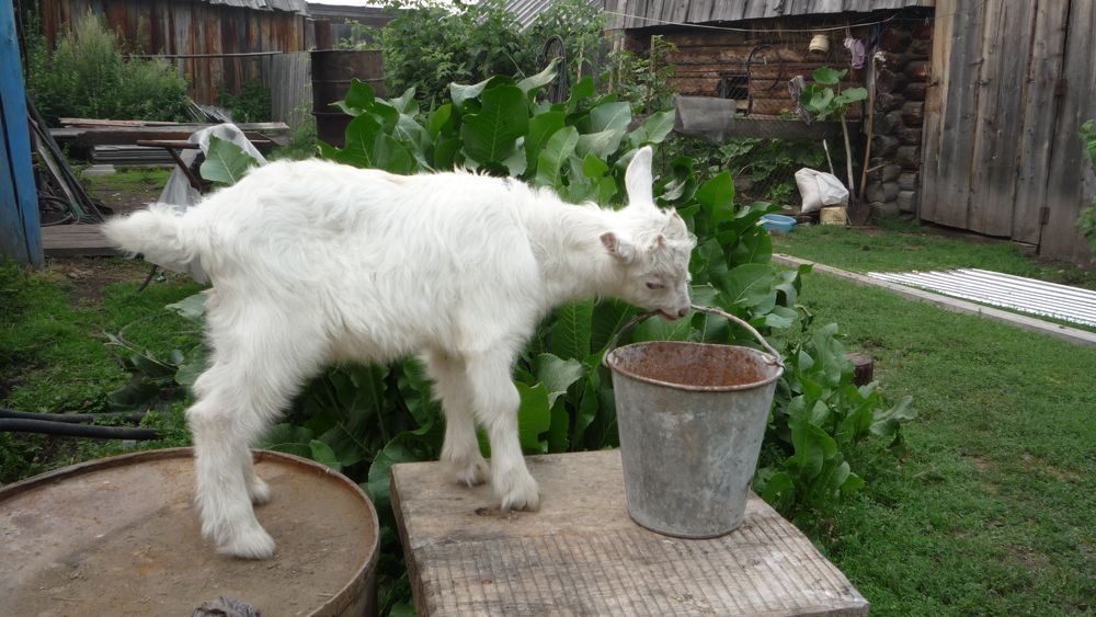 Братец Иванушка за водой собрался