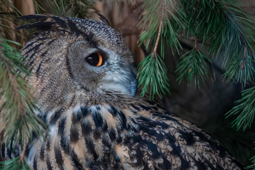 Photograph by Аверина Елена