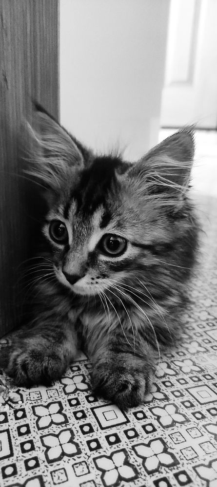 Фотография автора Васильева Ирина