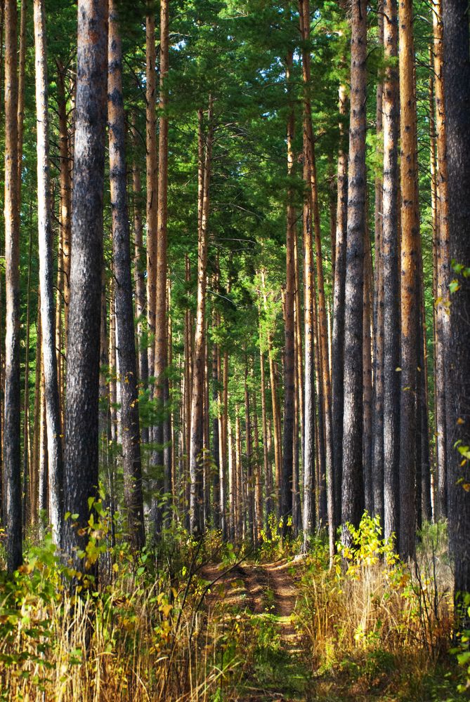 Photograph by Едынак Евгений