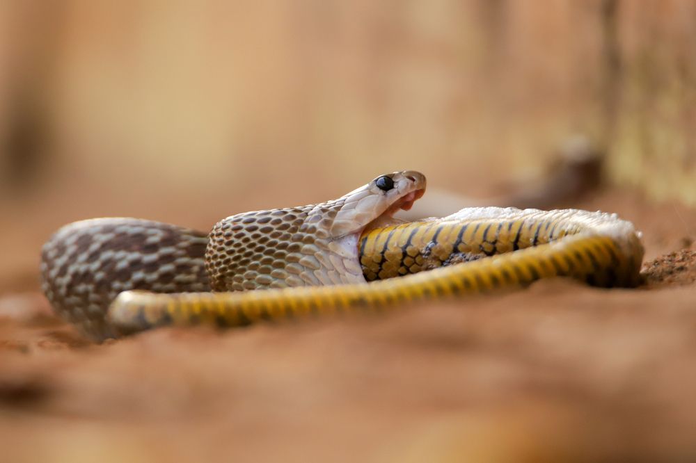 Photograph by Raviraj K S