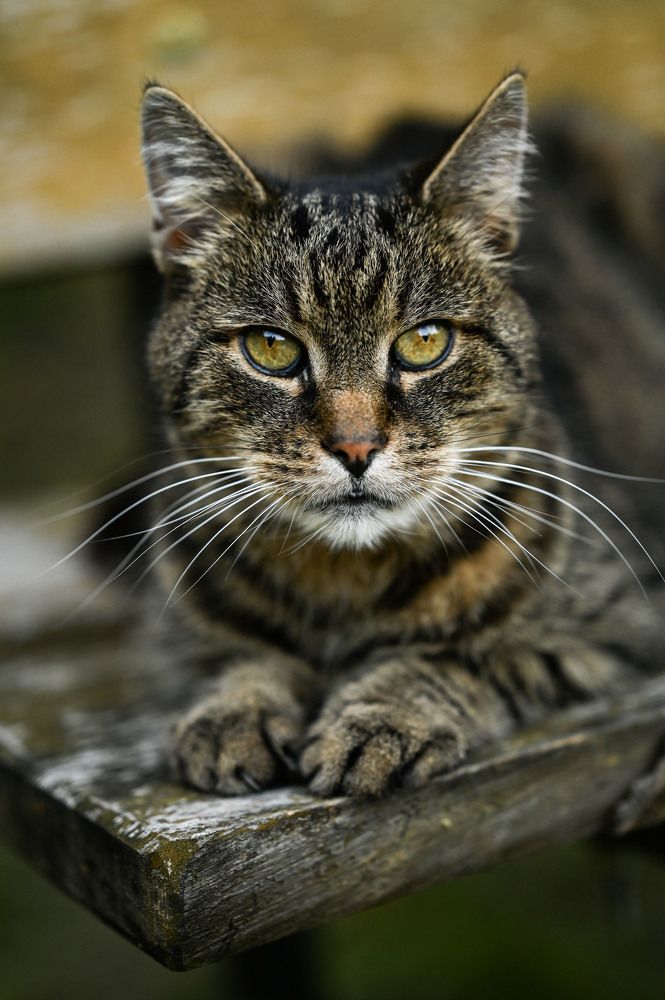 Фотография автора Inesa Darias