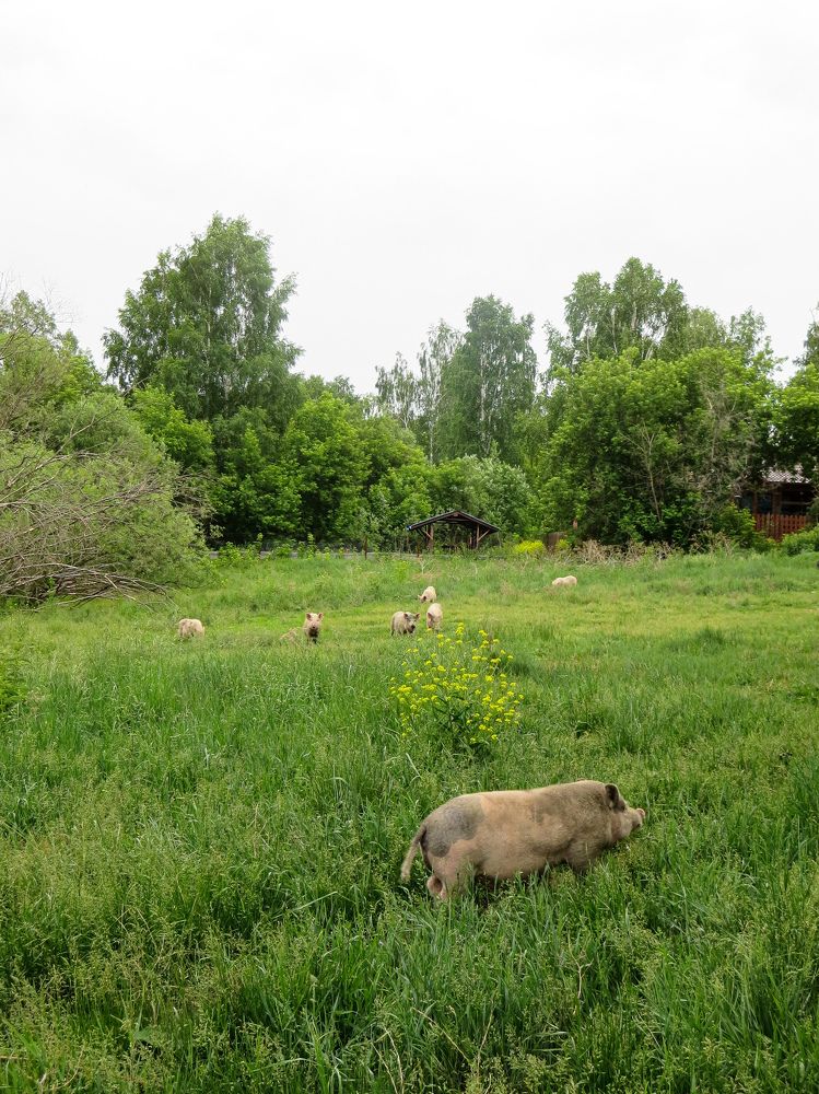 Photograph by Дарья Овсянникова