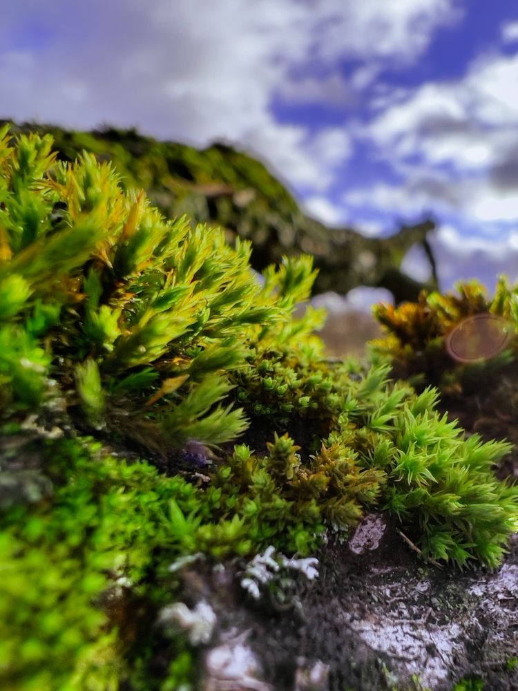 Forest moss
