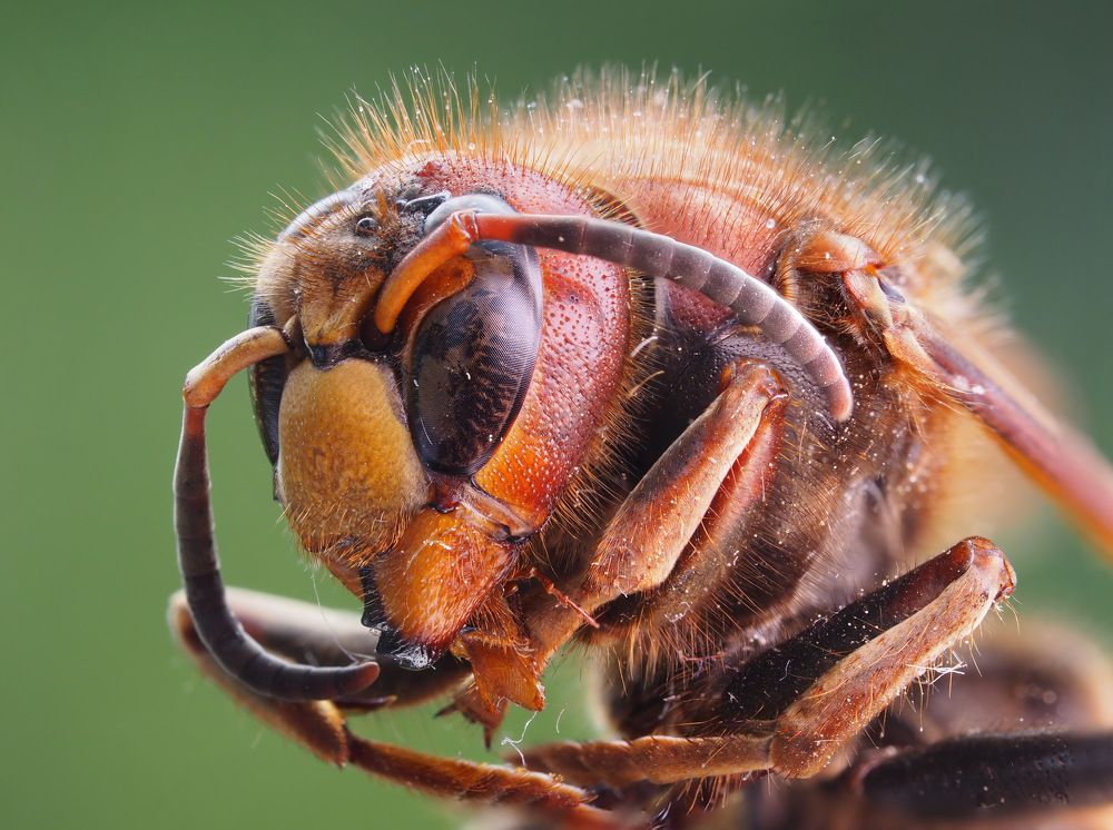 Портрет шершня