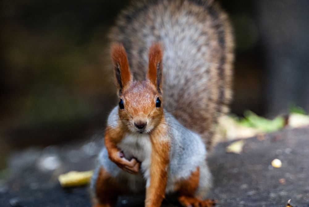 Photograph by Едынак Евгений