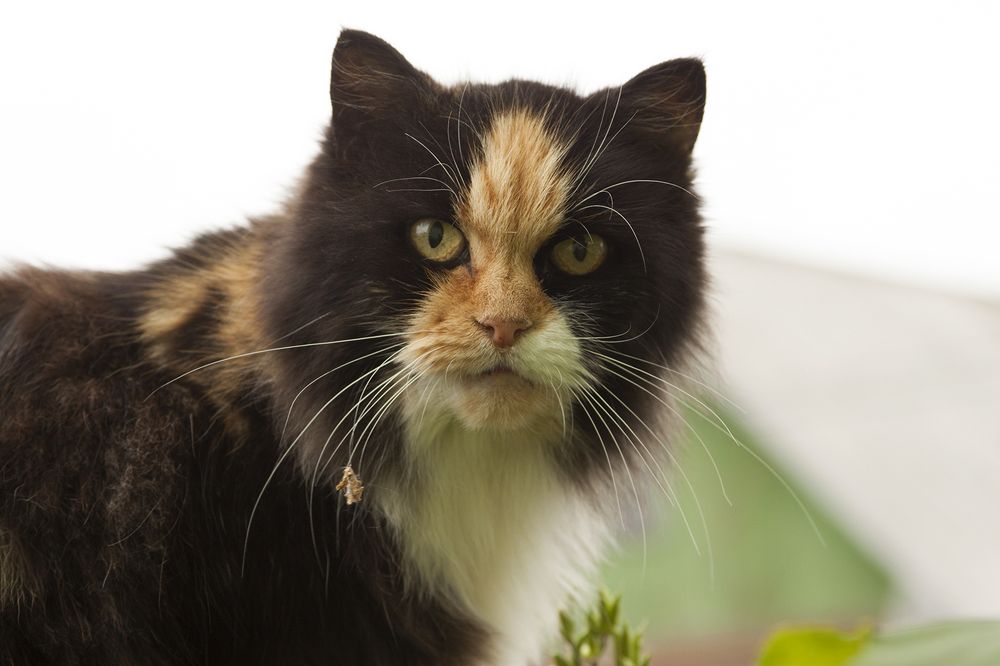 Photograph by Галина Щипакина