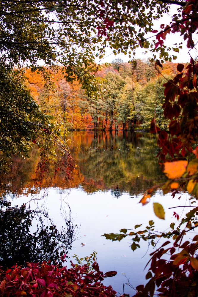 Краски леса