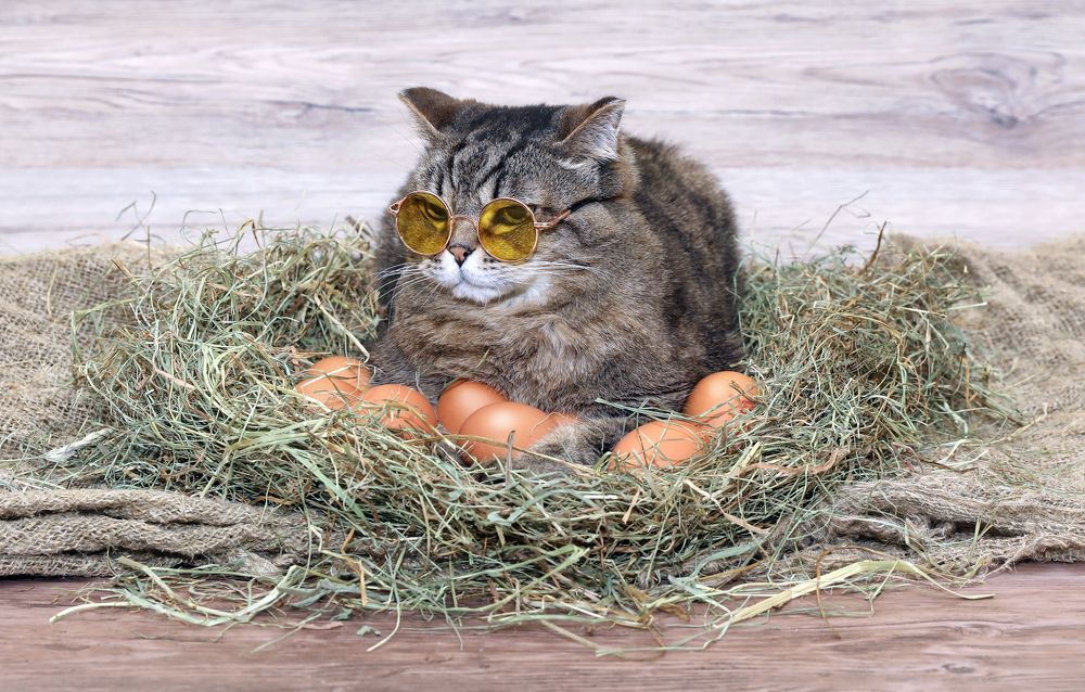 Фотография автора Евгений Печенин