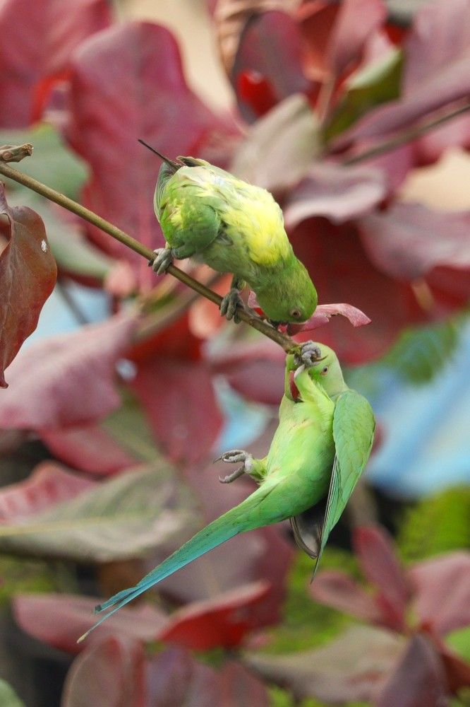 Long live the Parrot King