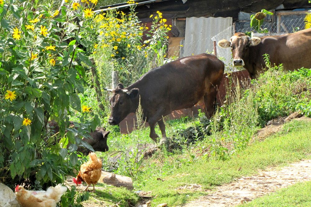 Сельская жизнь!