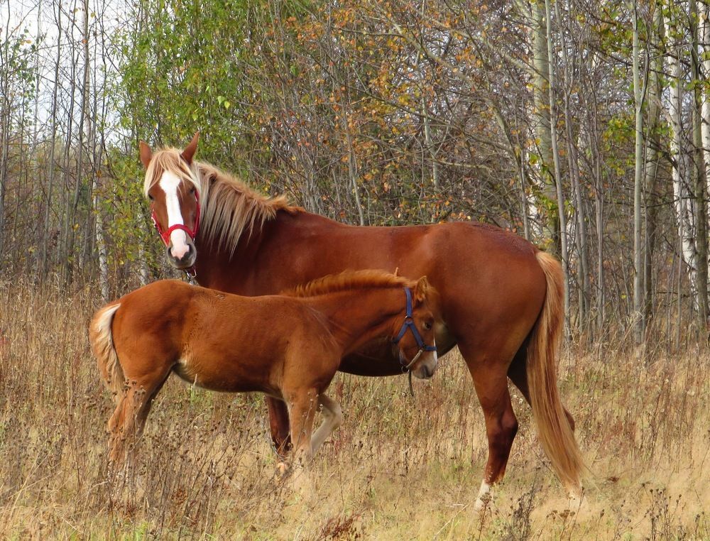 Рядом с мамой