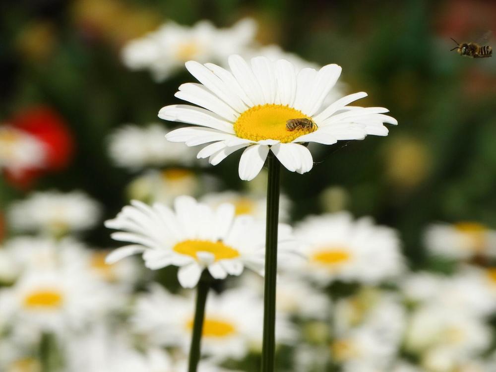 Photograph by Анжелика Трошина